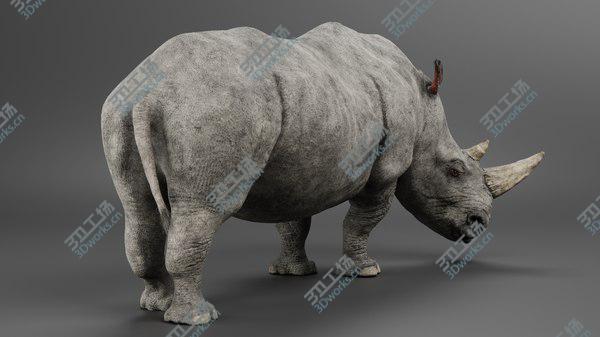 images/goods_img/20210312/3D White Rhinoceros Rigged model/5.jpg